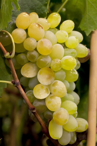 \'Suffolk Red\' Weinrebe - Vitis Rote vinifera