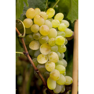 Vitis vinifera Himrod 80- 100 cm
