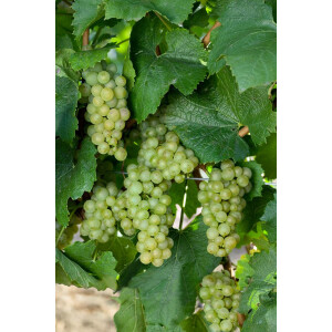 Vitis vinifera Himrod 80- 100 cm