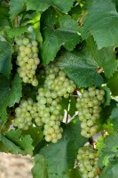 Vitis vinifera Himrod 80- 100 cm