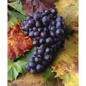 Vitis vinifera Isabella 80- 100 cm
