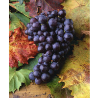 Vitis vinifera Isabella 100- 150 cm