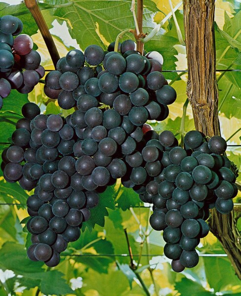 Vitis vinifera Kyoho 80- 100 cm