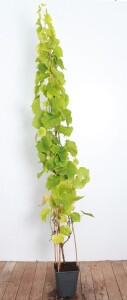 Vitis vinifera Lakemont 100- 125 cm