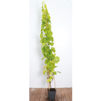 Vitis vinifera Lakemont 100- 125 cm