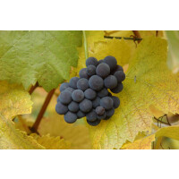 Vitis vinifera Muscat bleu 80- 100 cm