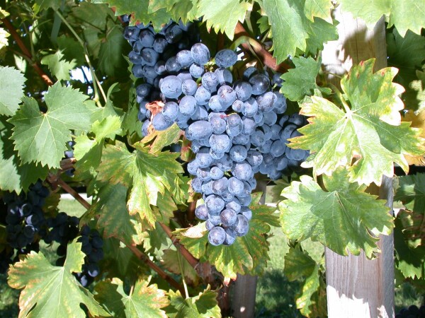 Vitis vinifera Nero 80- 100 cm