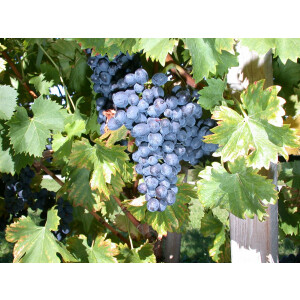 Vitis vinifera Nero 80- 100 cm
