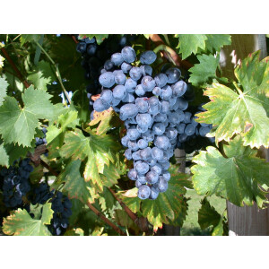 Vitis vinifera Nero 80- 100 cm