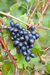 Vitis vinifera Nero 80- 100 cm