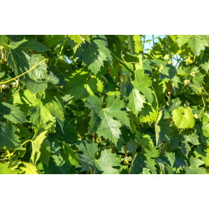 Vitis vinifera Phönix 80- 100 cm