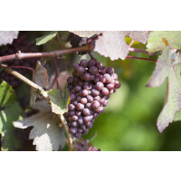 Vitis vinifera Piroschka 80- 100 cm