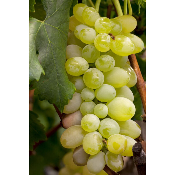 Vitis vinifera Primus 3L 80- 100