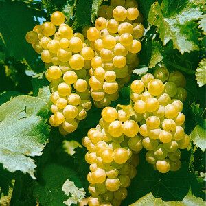 Vitis vinifera Primus 80- 100 cm