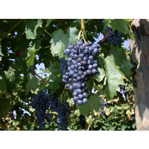 Vitis vinifera Regent 3L 80- 100
