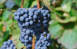 Vitis vinifera Regent 80- 100 cm