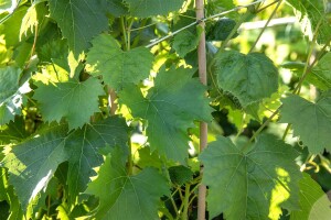 Vitis vinifera Regent 80- 100 cm