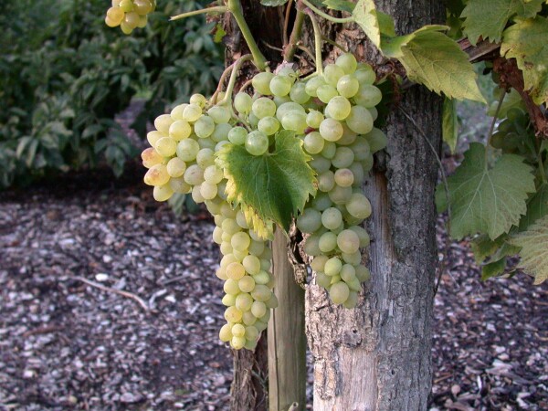 Vitis vinifera kräftigaris 80- 100 cm