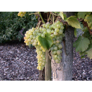 Vitis vinifera kräftigaris 80- 100 cm