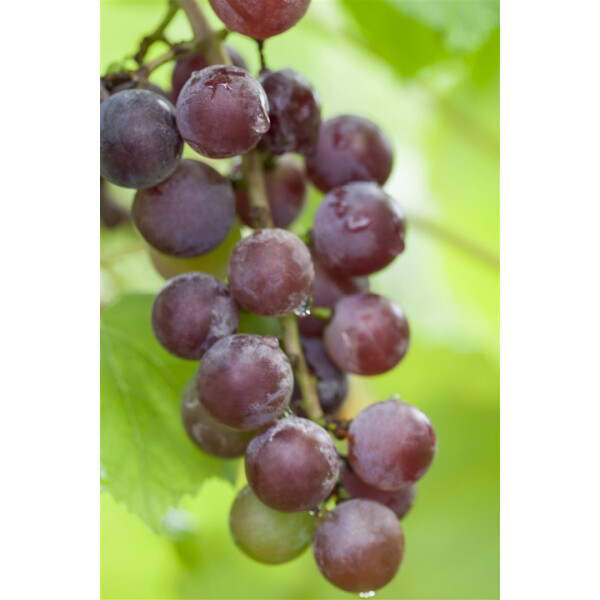 Vitis vinifera Suffok Red 3L 80- 100