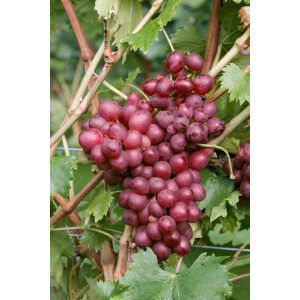 Vitis vinifera Suffok Red 80- 100 cm
