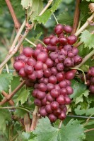 Vitis vinifera Suffok Red 80- 100 cm