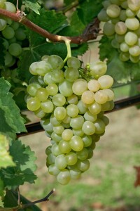 Vitis vinifera Unio 80- 100 cm