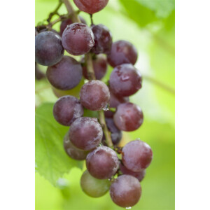 Vitis vinifera Vanessa 3L 80- 100