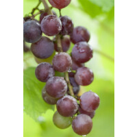 Vitis vinifera Vanessa 80- 100 cm