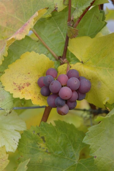 vinifera \'Lakemont\' Tafeltraube - Weiße Vitis