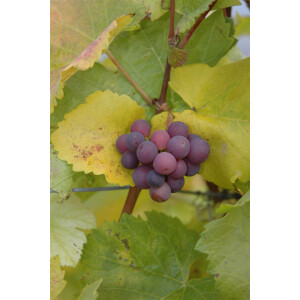 Vitis vinifera rot 80- 100 cm