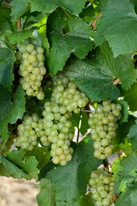 Vitis vinifera weiß 40- 60 cm