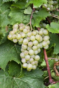 Vitis vinifera weiß 40- 60 cm