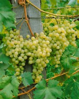 Vitis vinifera weiß 40- 60 cm