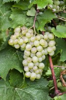 Vitis vinifera weiß 40- 60 cm