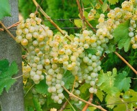 Vitis vinifera weiß 40- 60 cm