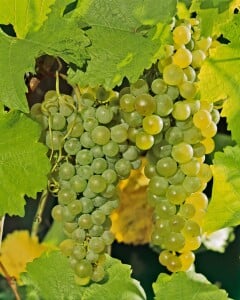 Vitis vinifera weiß 80- 100 cm