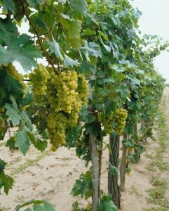 Vitis vinifera weiß 80- 100 cm