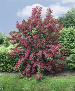 Weigela Bristol Ruby 100- 150 cm