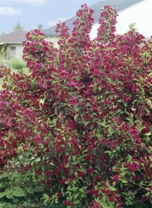 Weigela Bristol Ruby 100- 150 cm