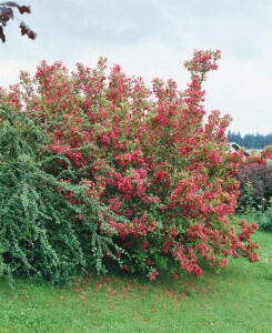 Weigela Bristol Ruby 100- 150 cm