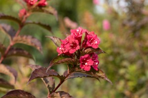 Weigela Bristol Ruby 100- 150 cm