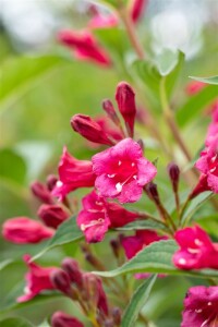 Weigela Bristol Ruby 100- 150 cm