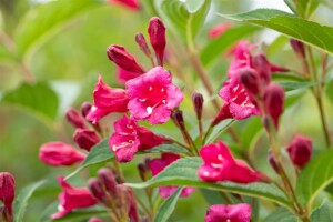 Weigela Bristol Ruby 100- 150 cm