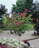 Weigela Bristol Ruby 100- 150 cm