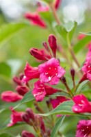 Weigela Bristol Ruby 100- 150 cm