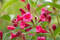 Weigela Bristol Ruby 100- 150 cm