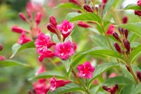 Weigela Bristol Ruby 100- 150 cm