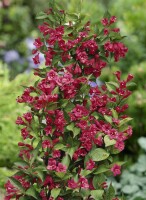 Weigela Bristol Ruby 100- 150 cm