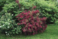 Weigela Bristol Ruby 100- 150 cm